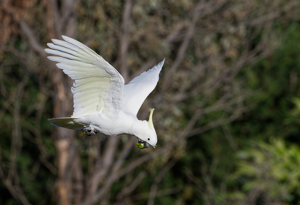 Sulphur-crested Cockatoo & fruit IF (15) 1000.jpg