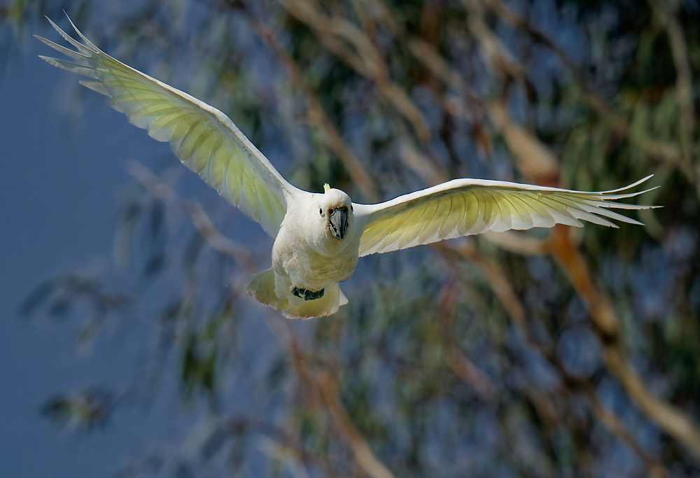 Sulphur-crested Cockatoo IF (8) 1000.jpg