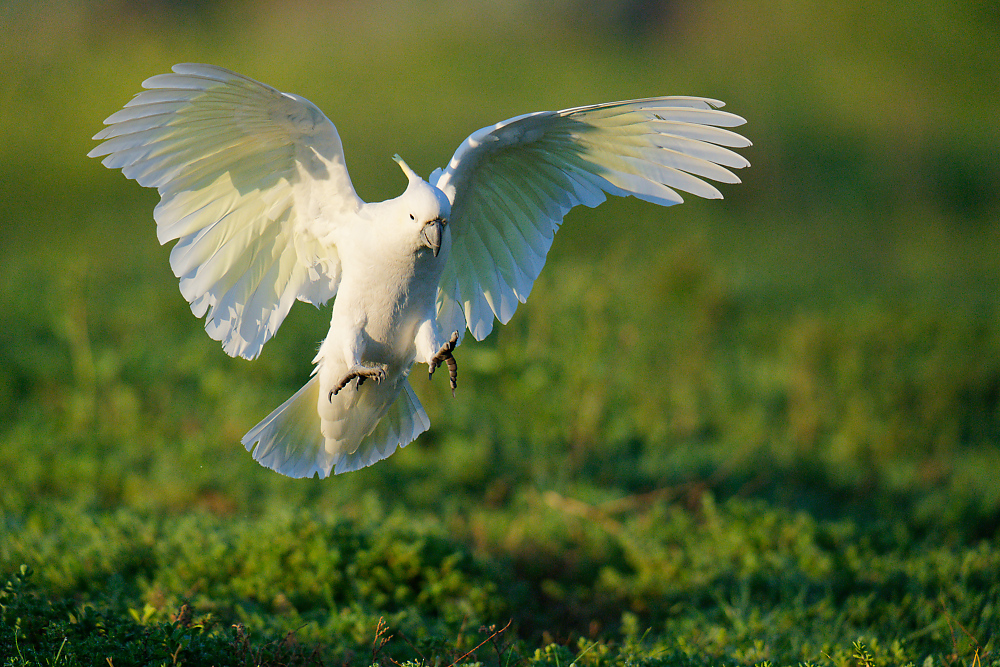 Sulphur-crested Cockatoo landing 3 1000.jpg