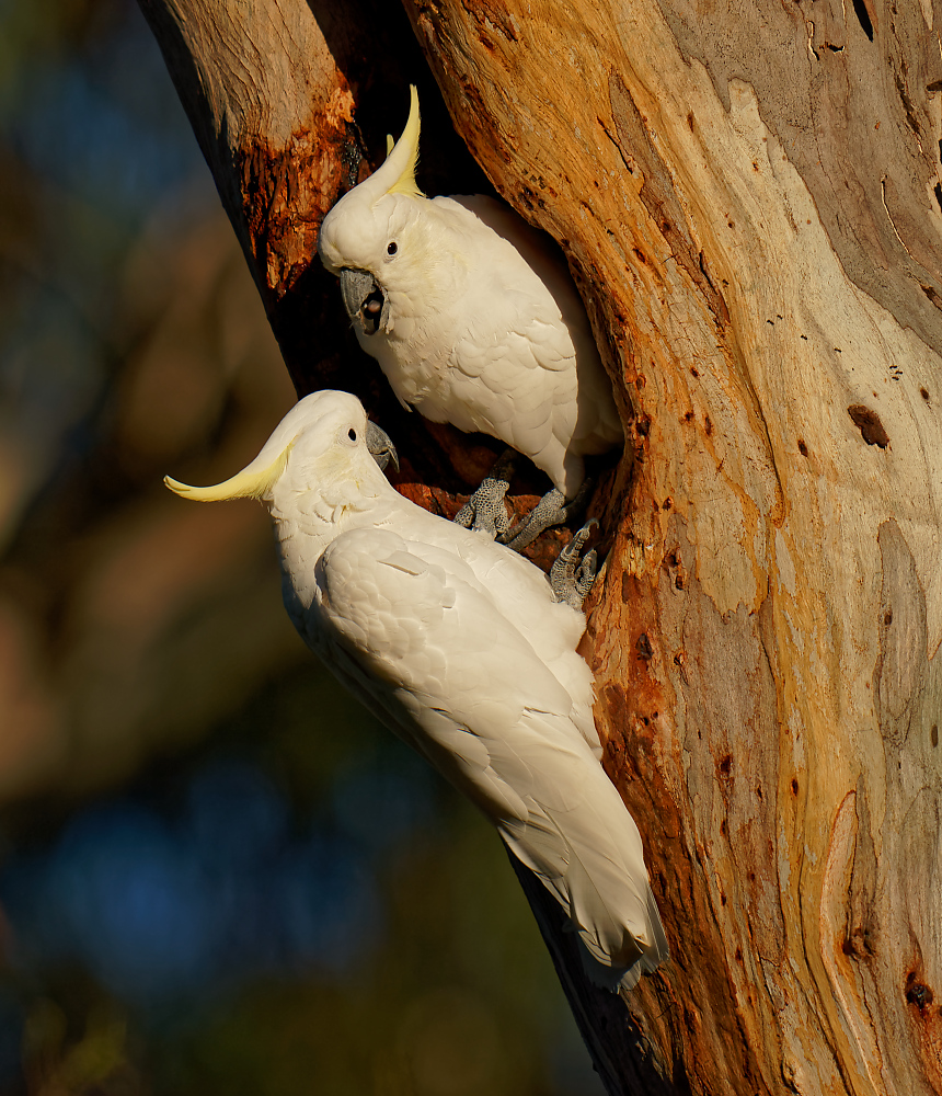 Sulphur-crested Cockatoo pair at hollow (10) 1000.jpg