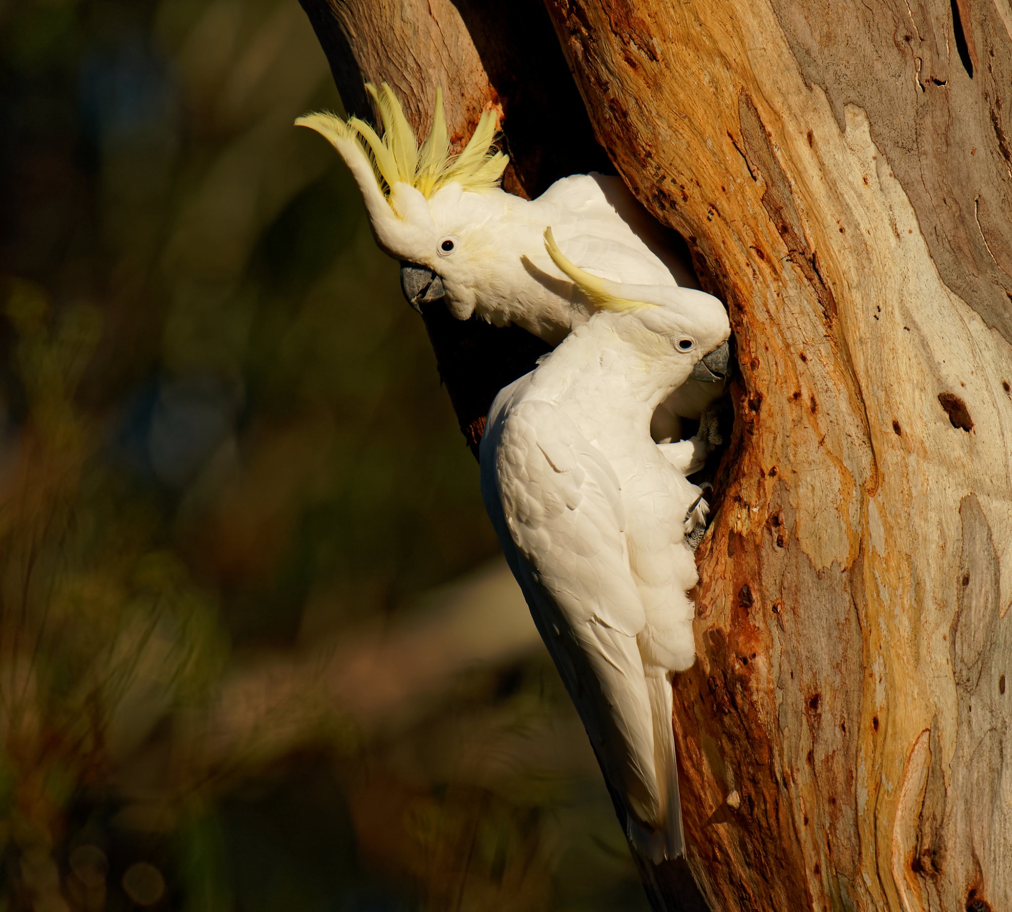 Sulphur-crested Cockatoo pair at hollow (3)_2048.jpg