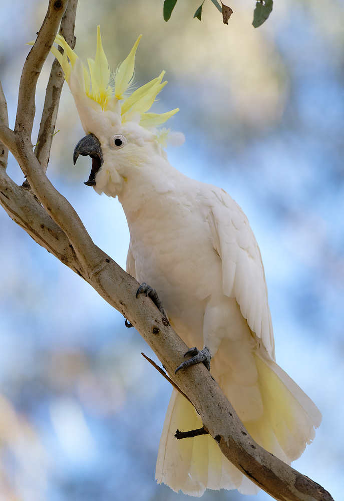 Sulphur-crested Cockatoo_5 1000.jpg