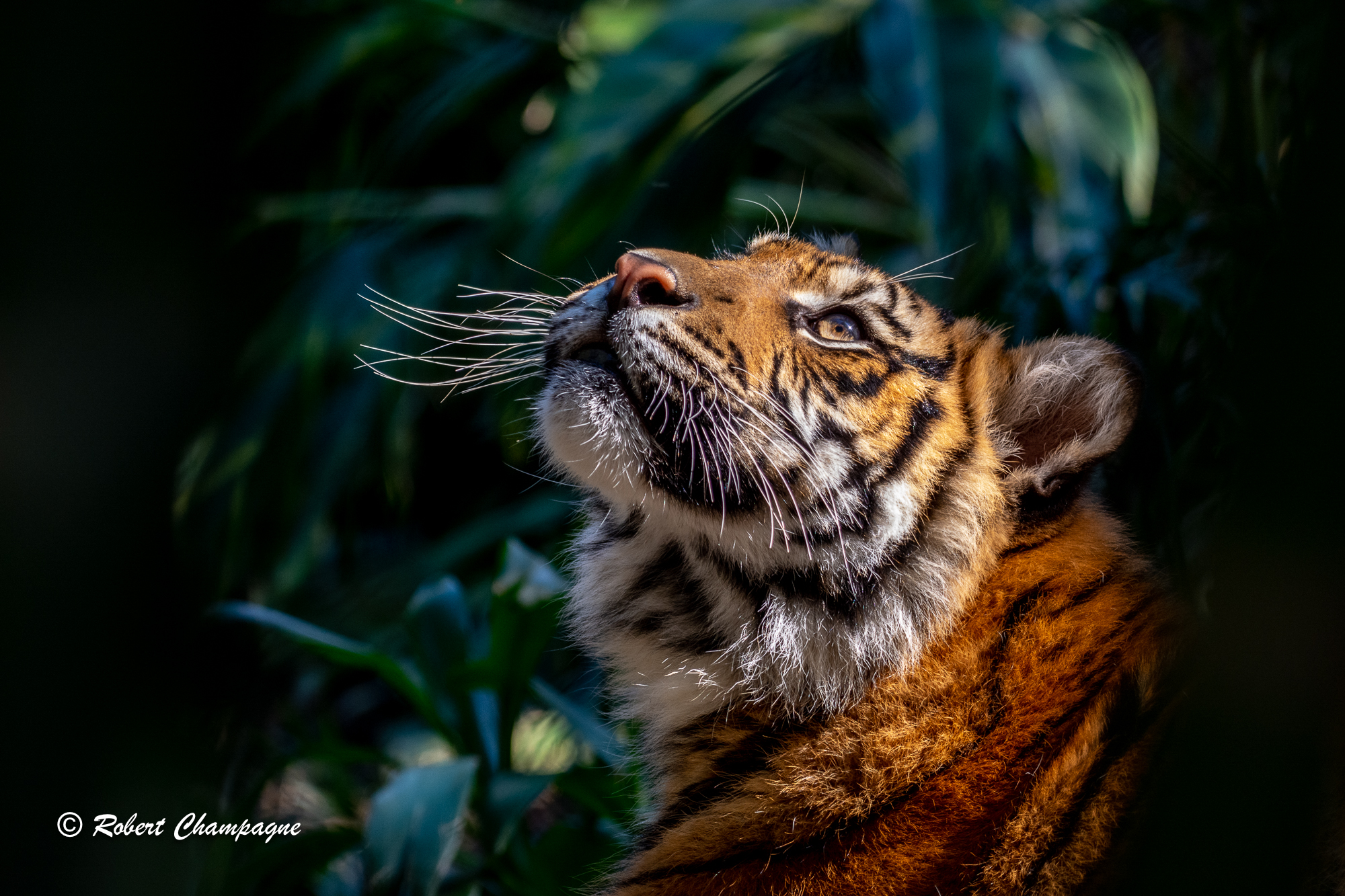 Sumatran Tiger looking up 72.jpg