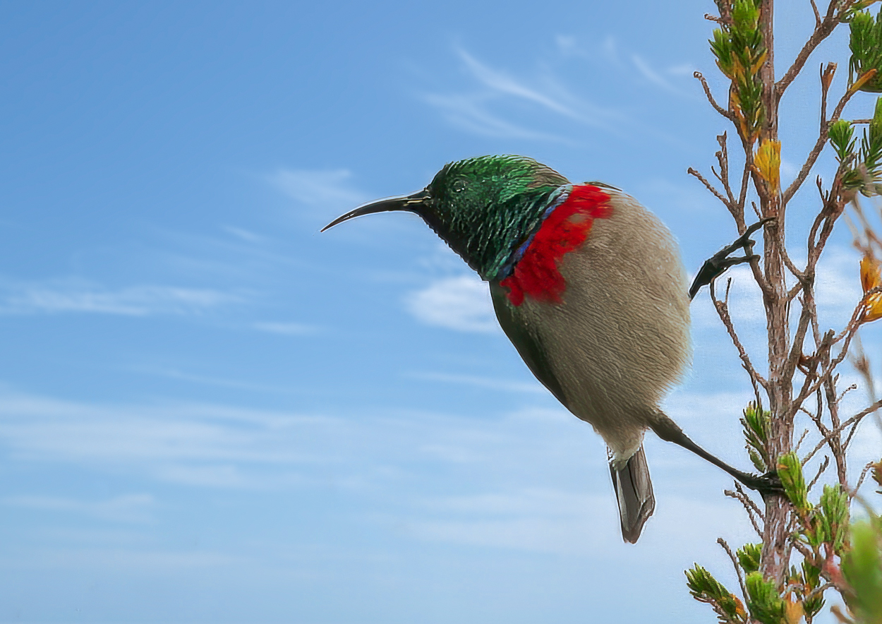 Southern Double-collared Sunbird