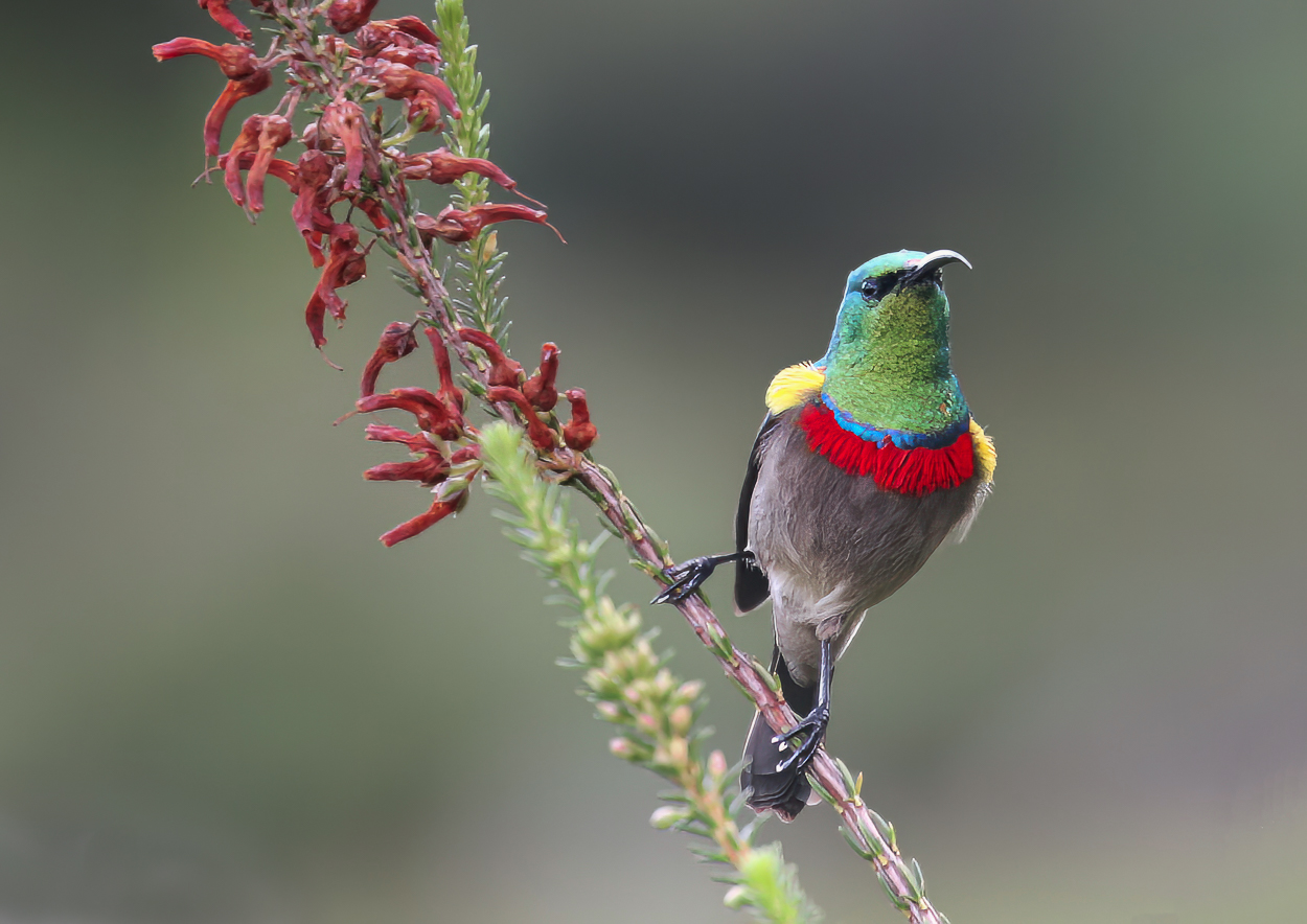 Southern Double-collared Sunbird