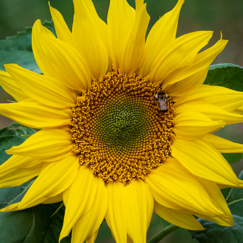 sunflower-1-3.jpg