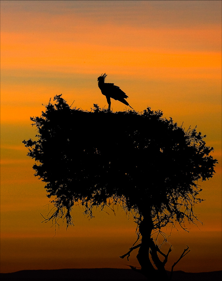 Sunrise Sectrary Bird 01.jpg