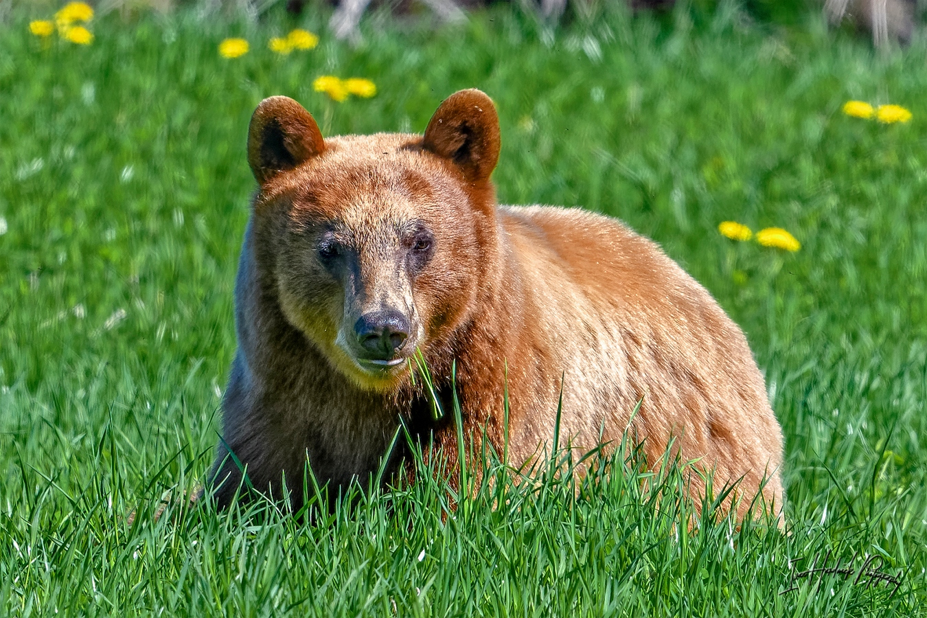 Sunshine bear.jpg