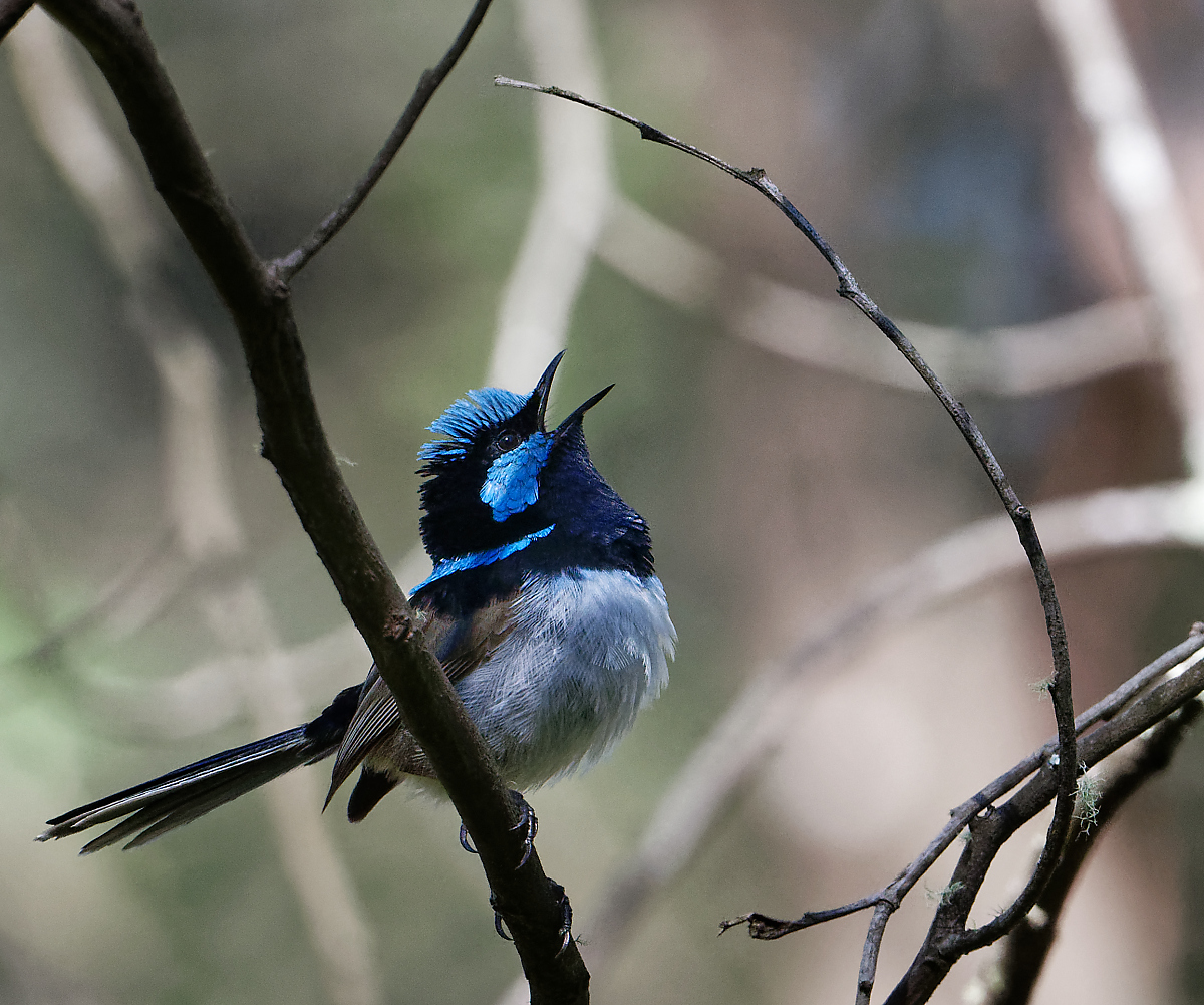 Superb Fairywren m br singing (1)-1.jpg