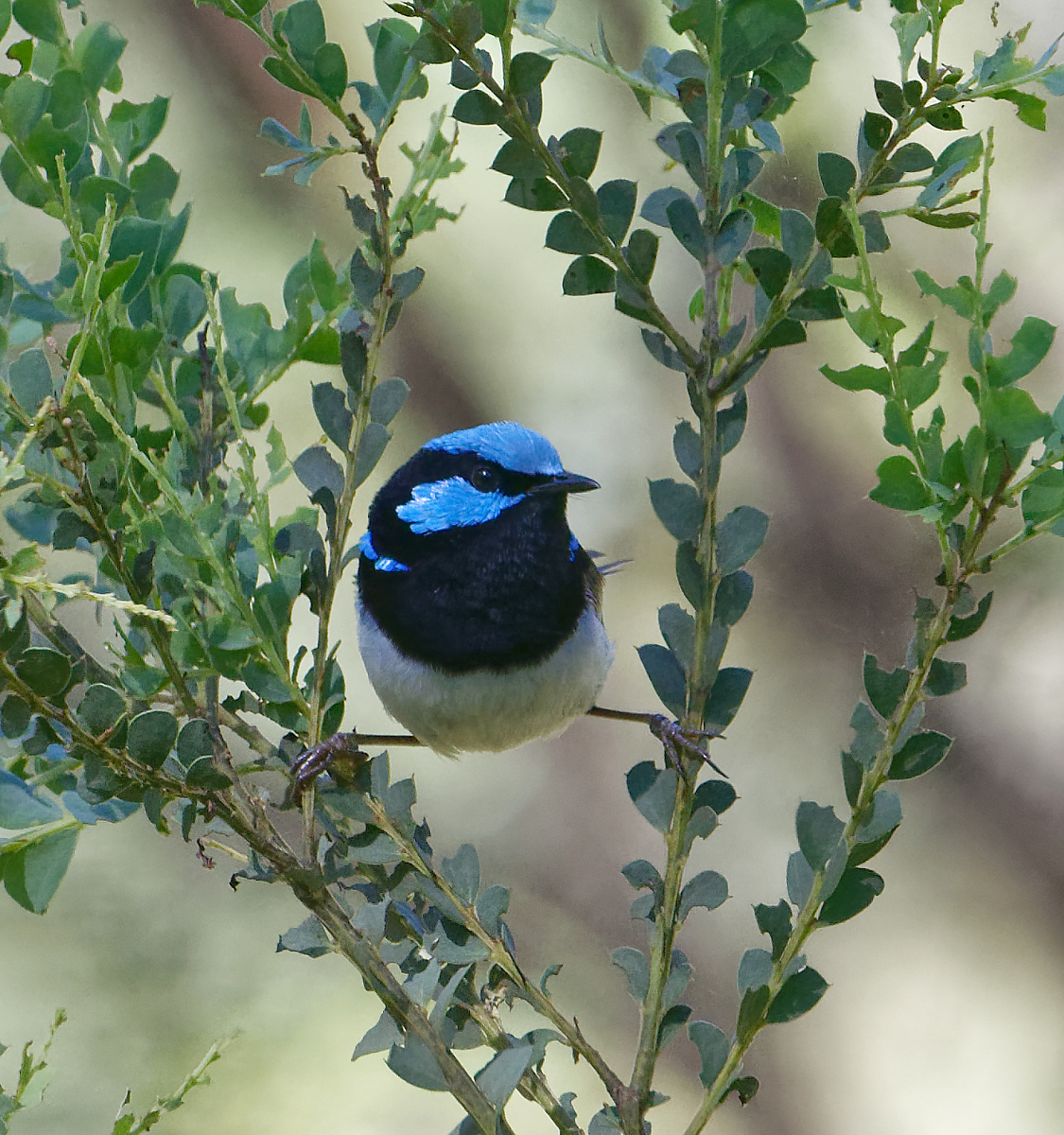 Superb Fairywren m br splayed (1).jpg