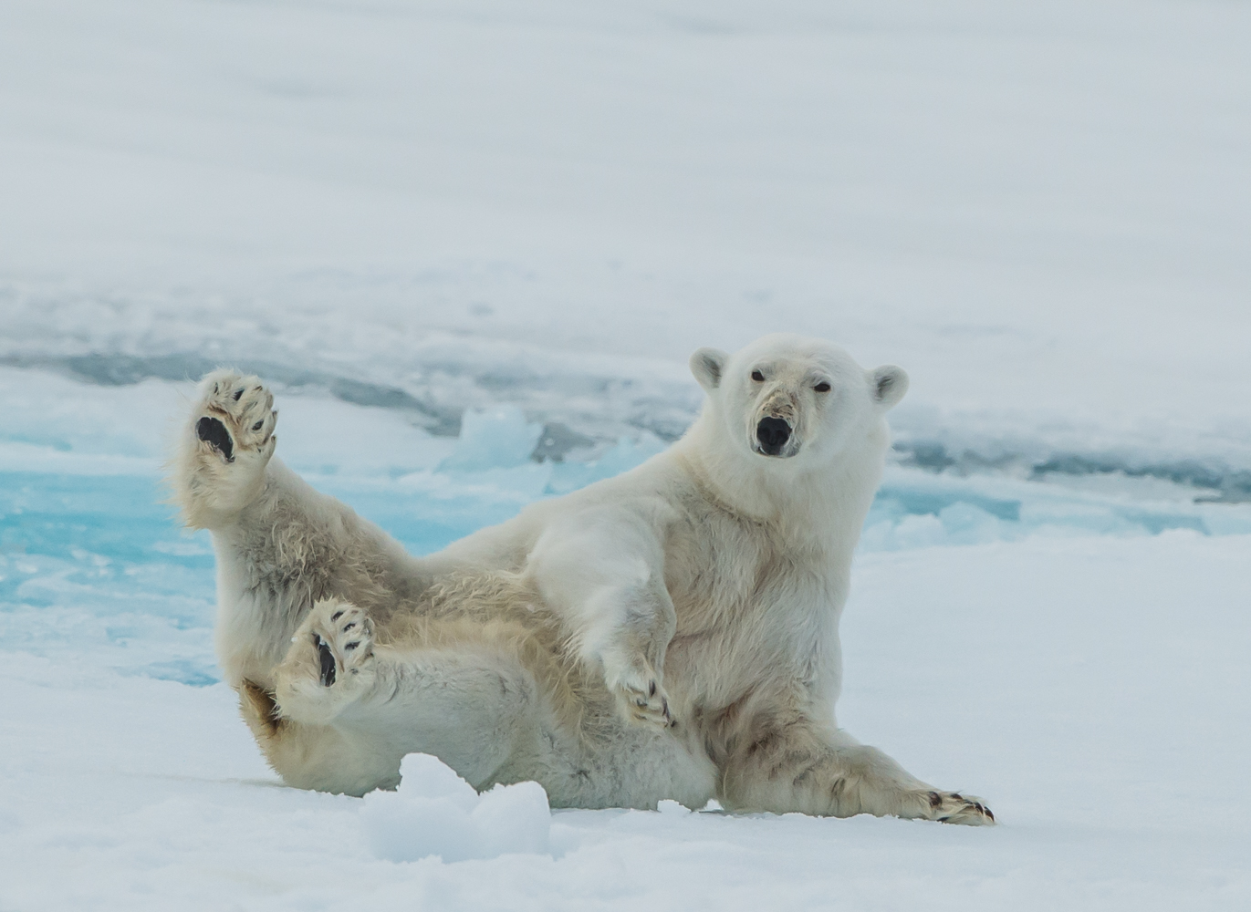 Svalbard (1684 of 2555).jpg