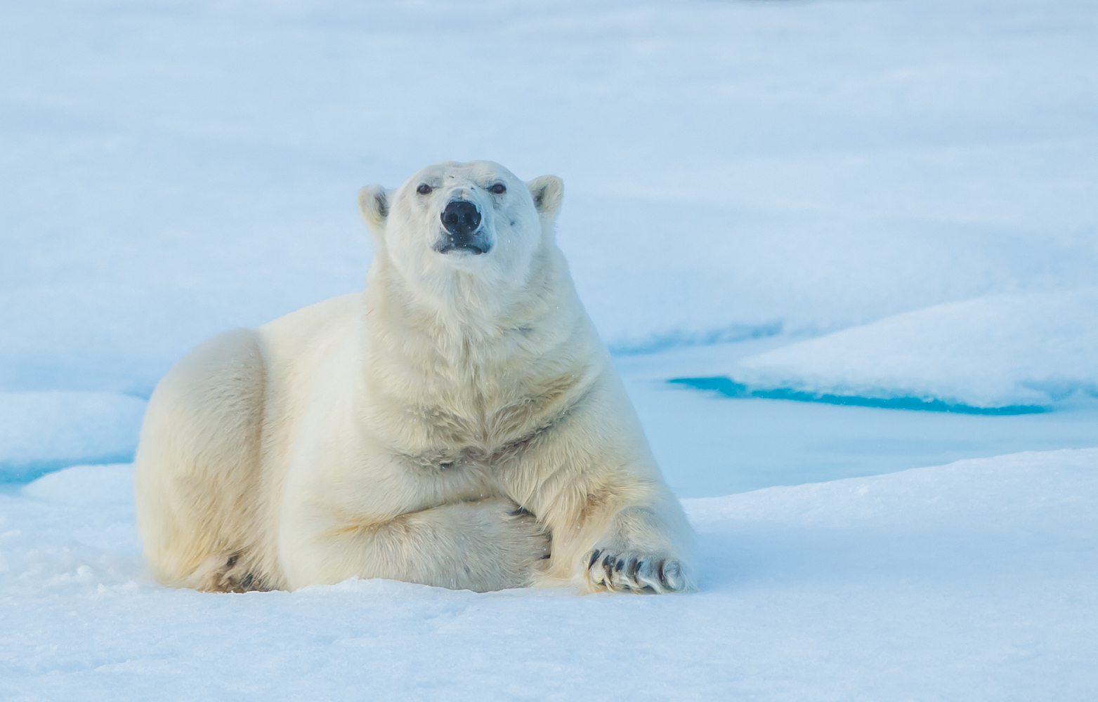 Svalbard (650 of 2555).jpg