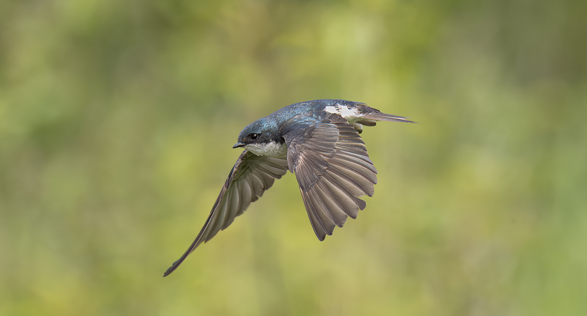 swallow in flight 7569.jpg