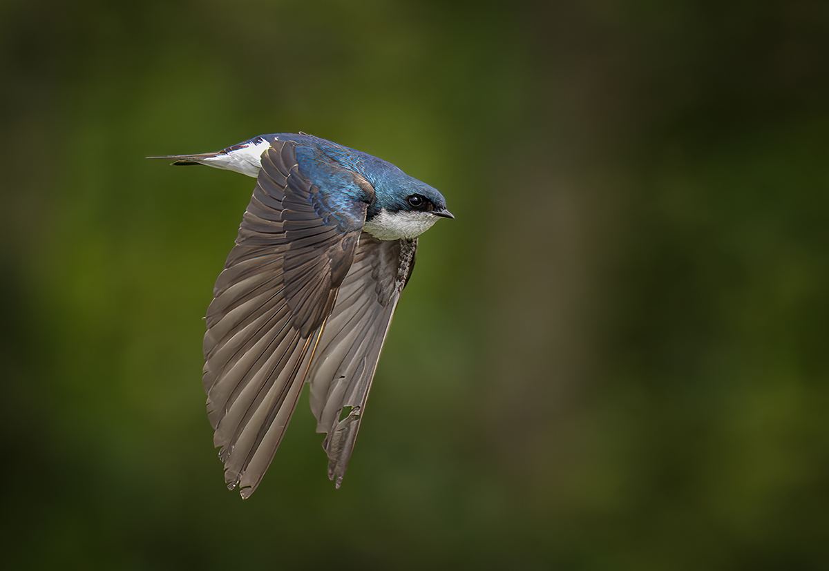 Swallow in flight 7636.jpg