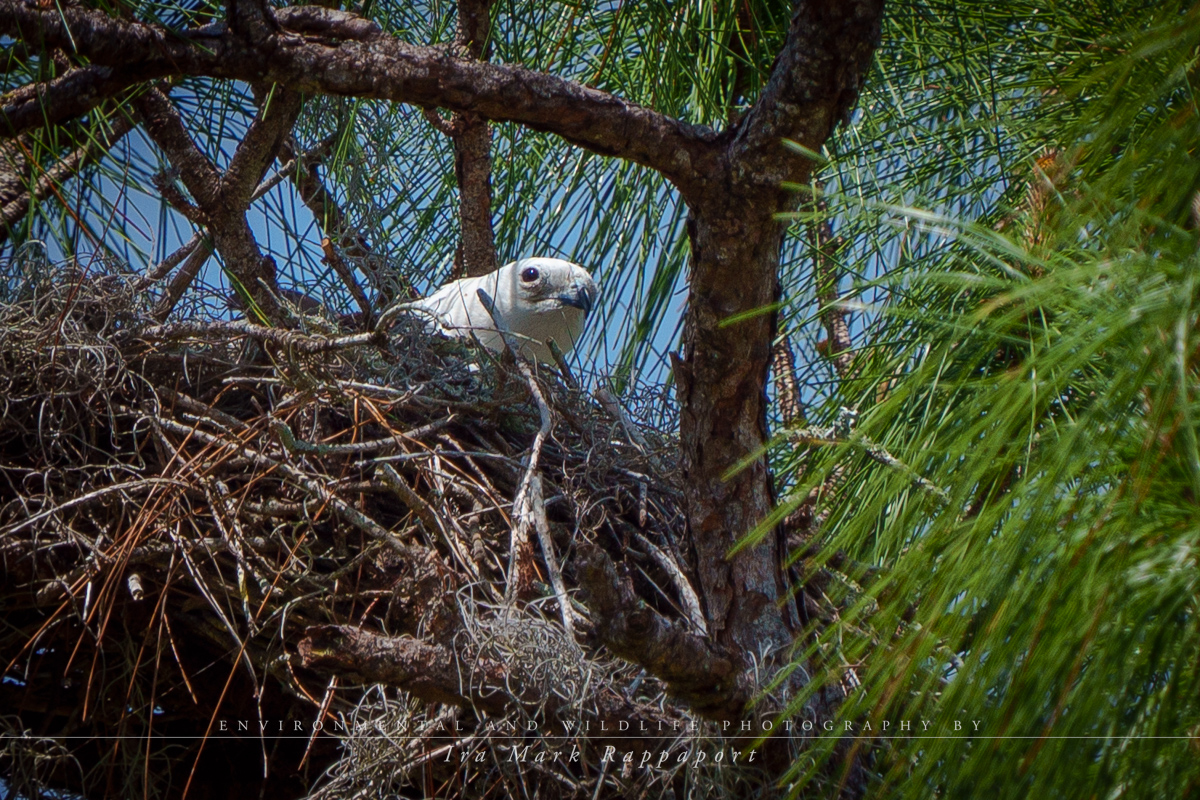 Swallow-tailed Kite on nest.jpg