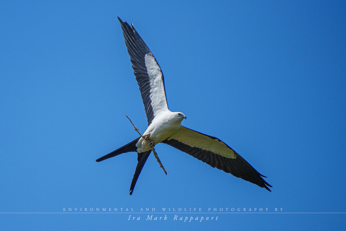 Swallow-tailed Kite with nesting material.jpg