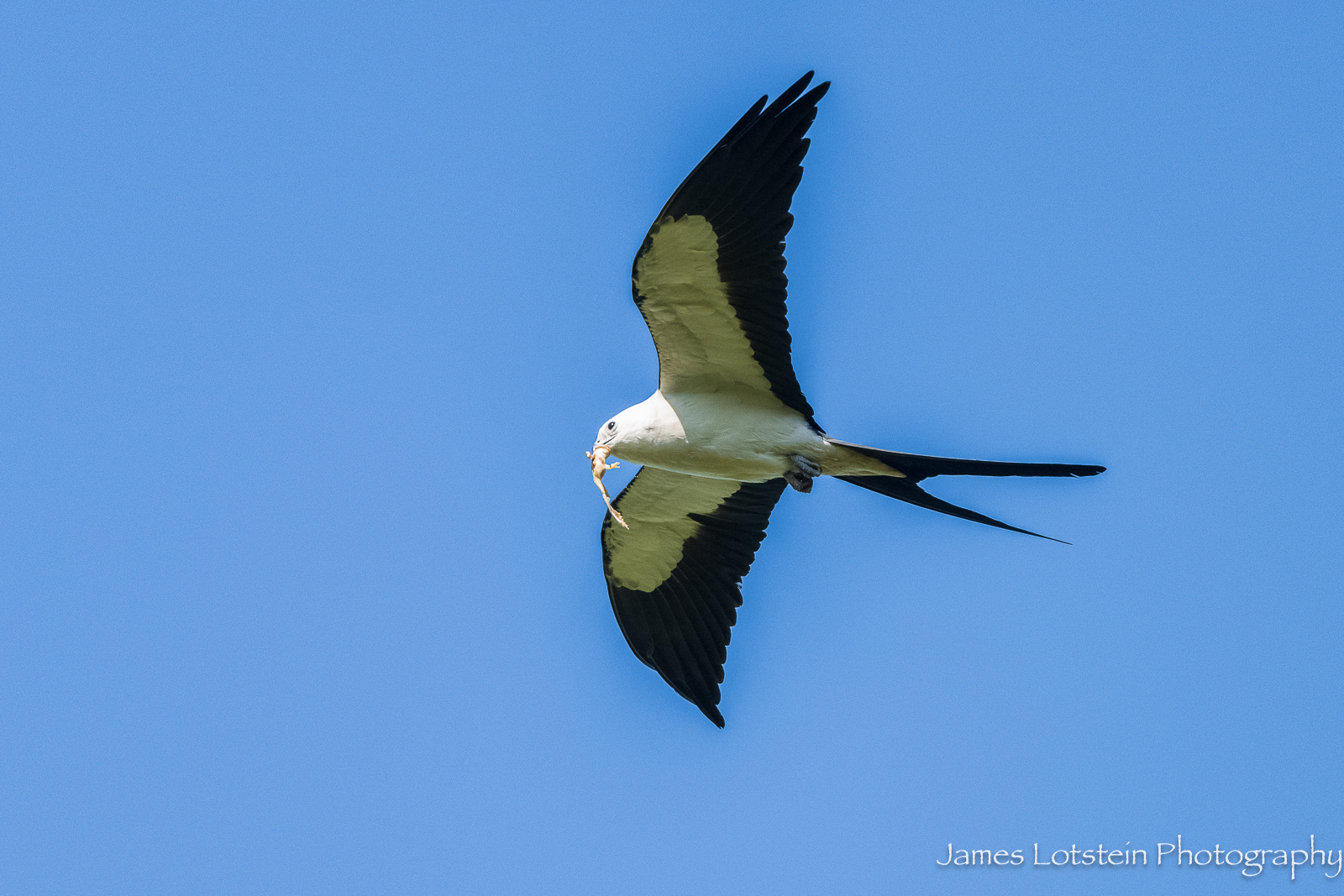 Swallow-tailed kite2.jpg