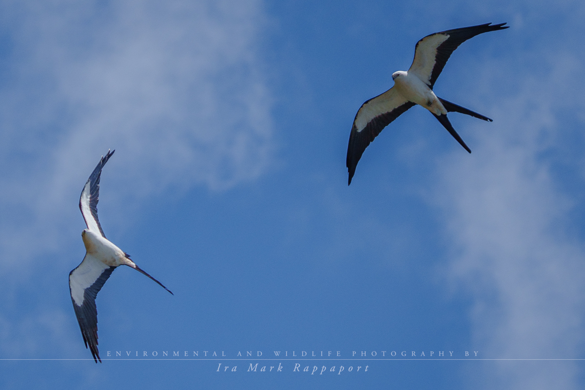 Swallow-tailed Kites mating ritual 2.jpg