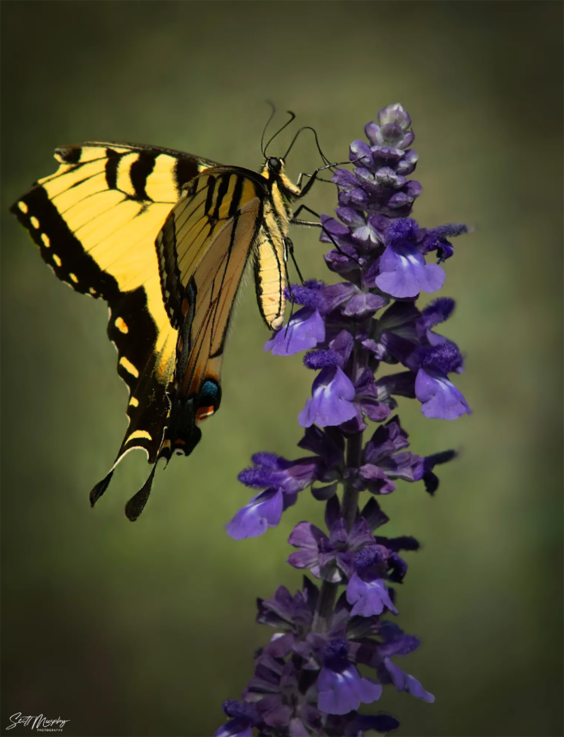 Swallowtail butterfly.jpg