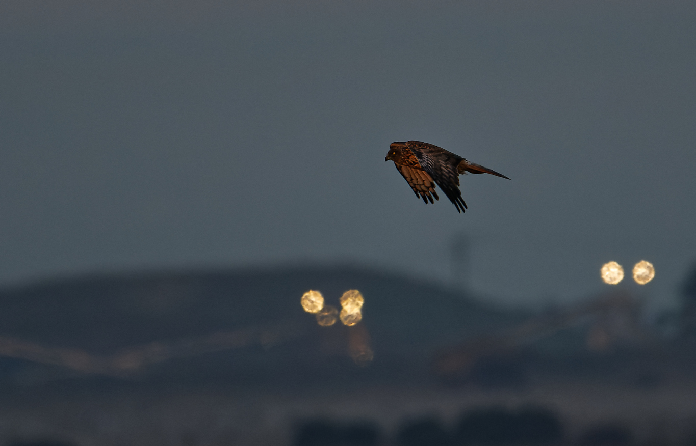 Swamp Harrier at dawn (26) 1365.jpg