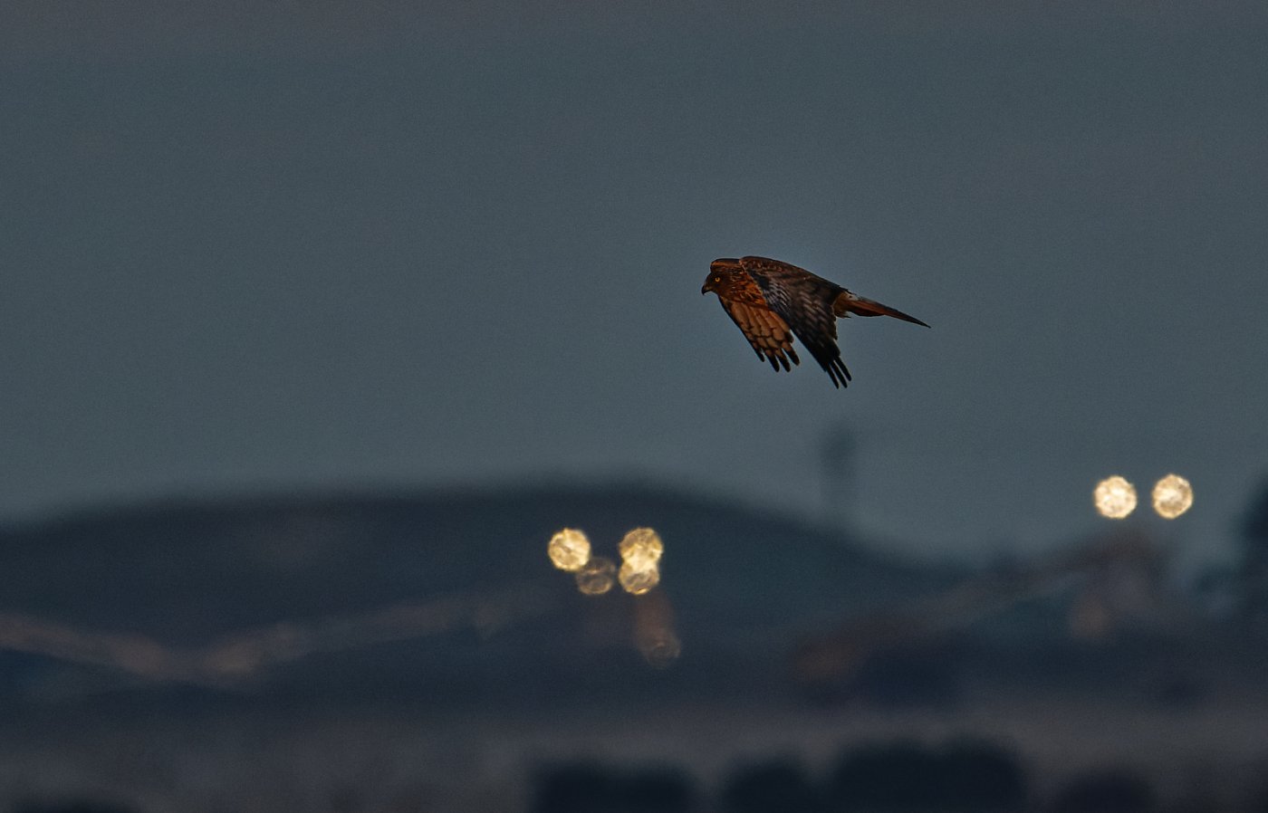 Swamp Harrier at dawn (26) 2048.jpg