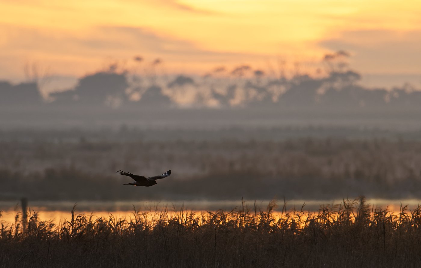 Swamp Harrier at dawn (50).jpg