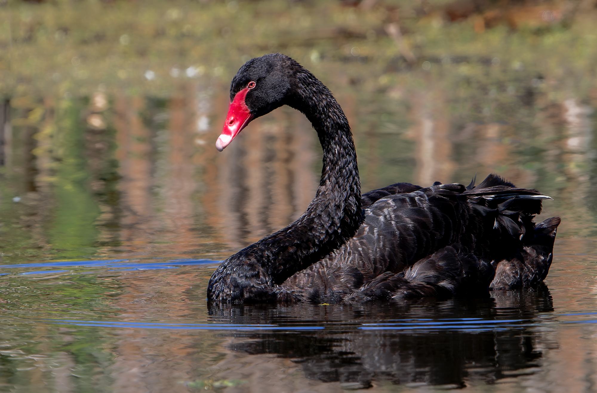 Black Swan : Redcliffe Peninsula, Queensland