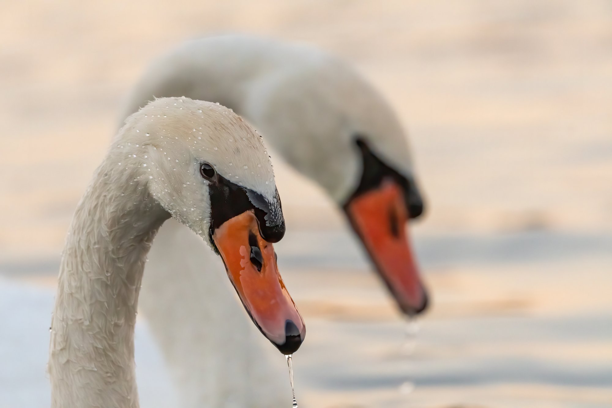 Swan heads closeup-1.jpg