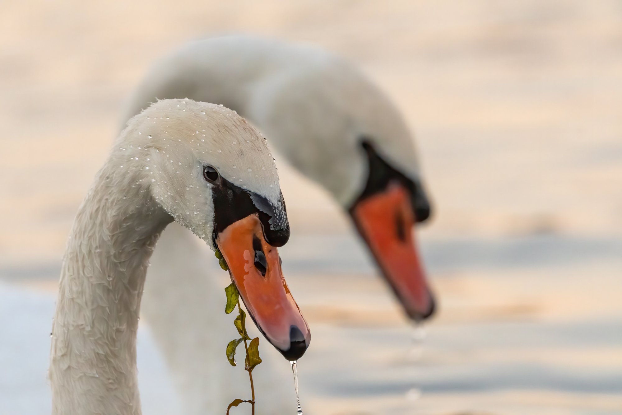 Swan heads closeup-2.jpg