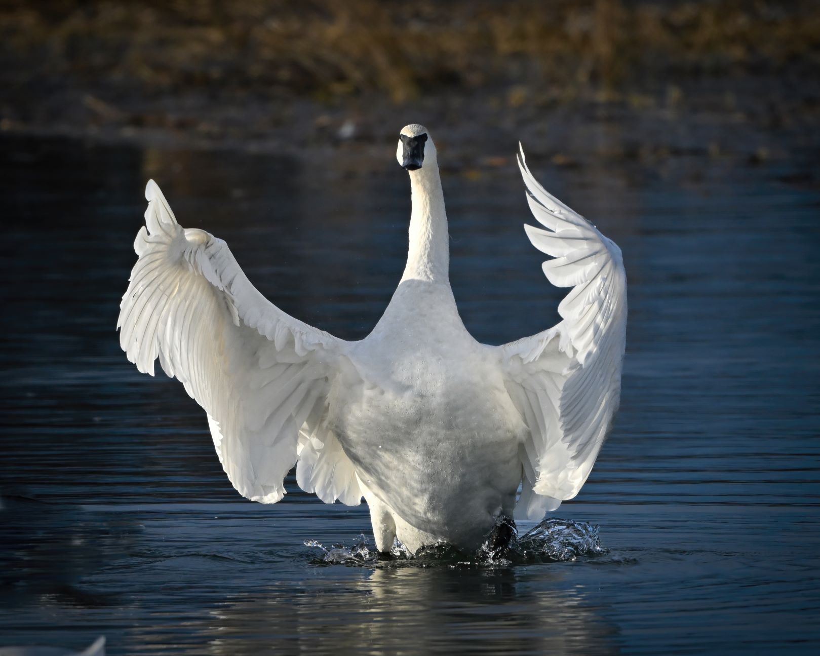 Swan Hugs RS.jpg