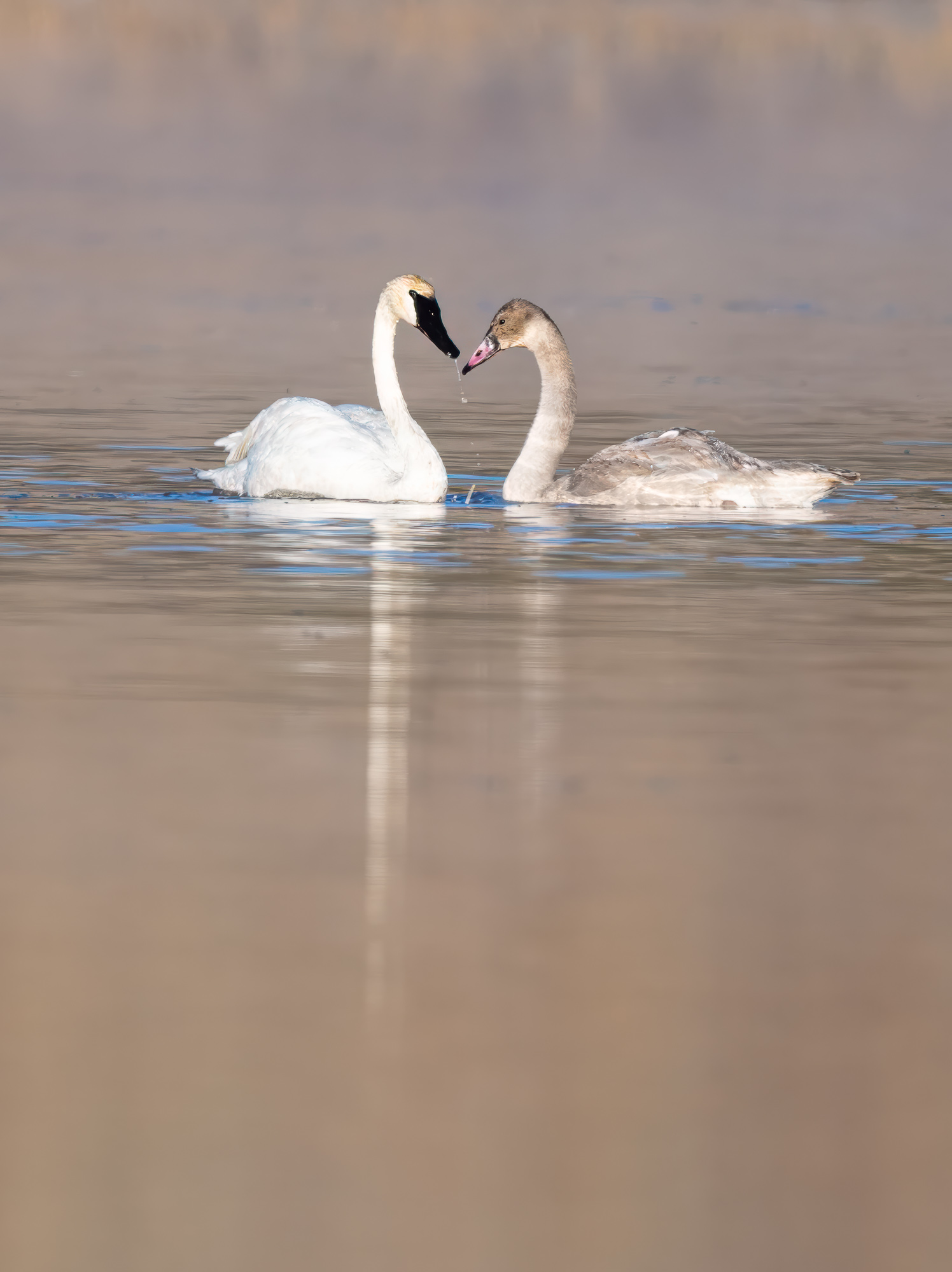 Swan Love.jpg