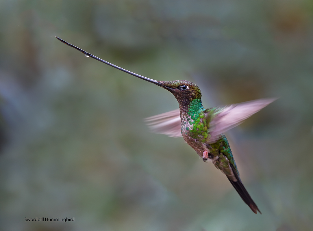 sword billed hummingbird-1.jpg