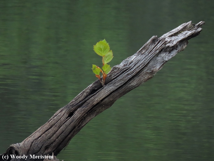 Sycamore Seedling.JPG