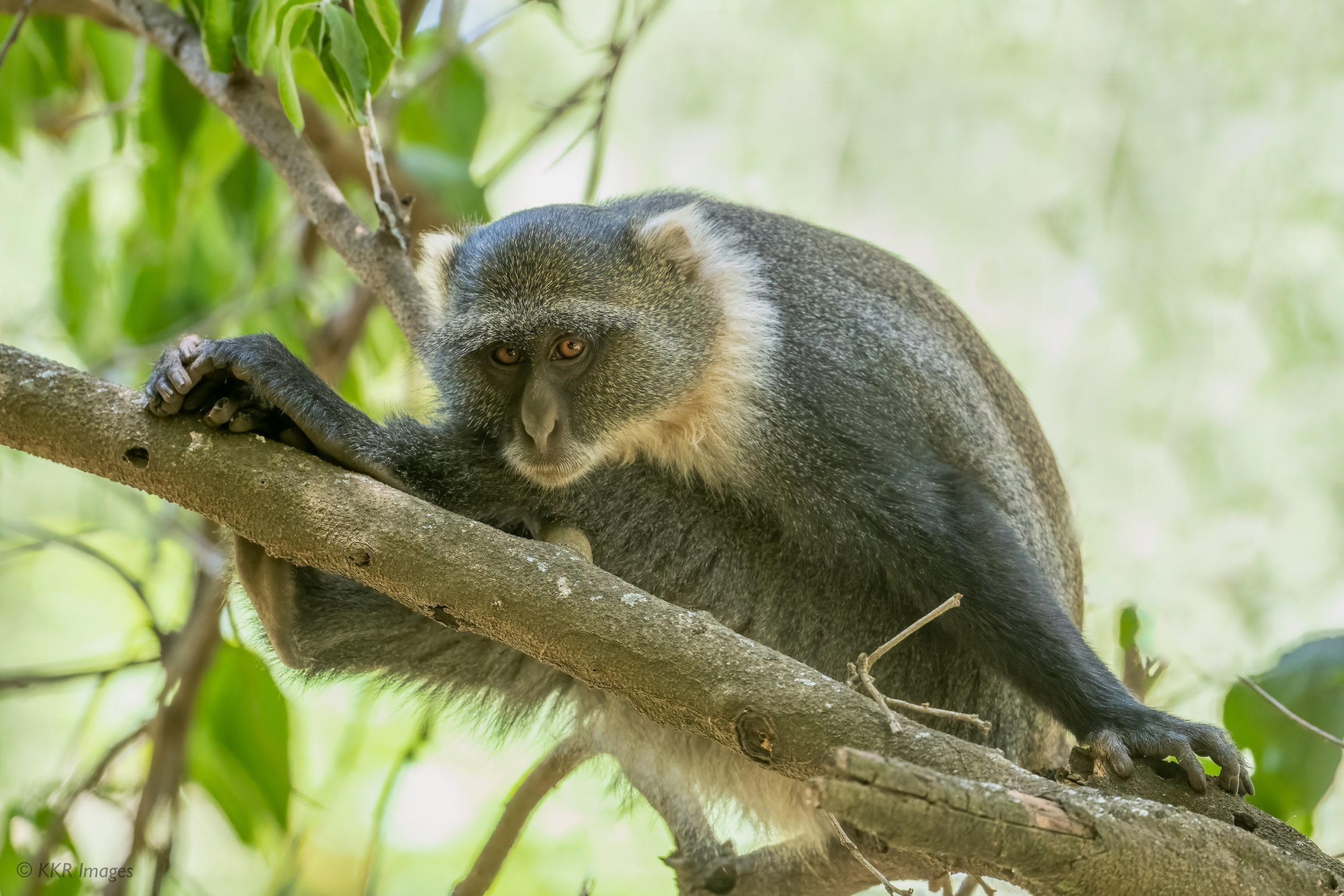 Syke's Monkey at the Nairobi Arboretum copy.jpg