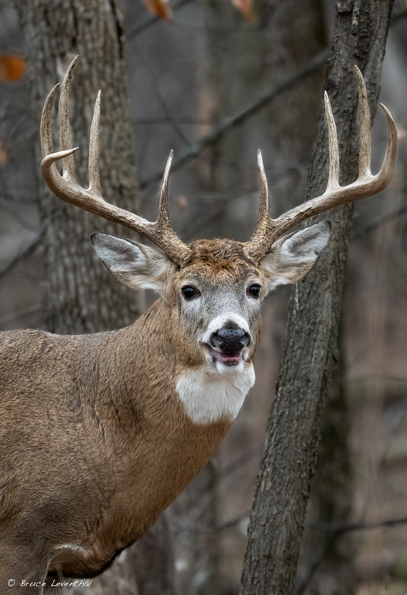 SymmetricBuck PortraitBJL_7472-Edit.jpg