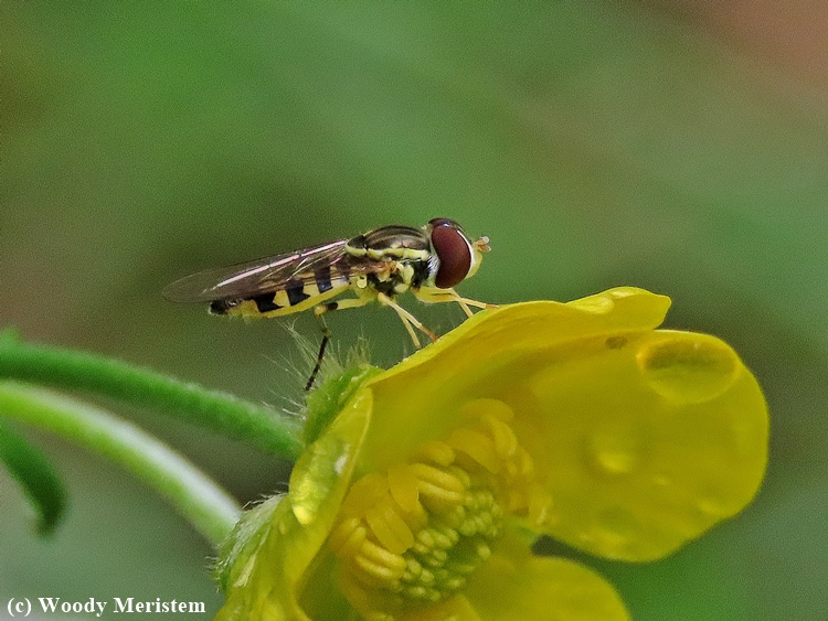 Syrphid Fly.JPG