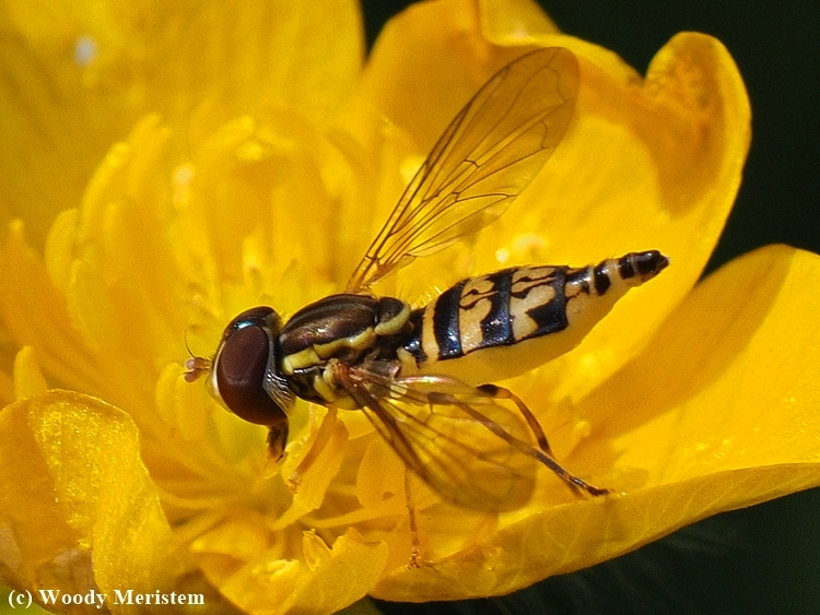 Syrphid Fly.JPG