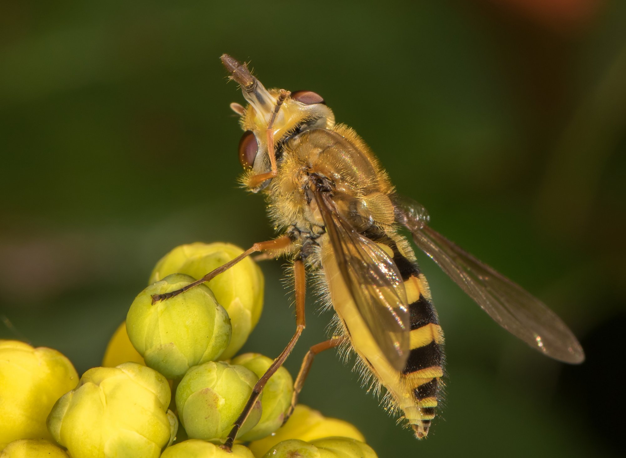 Syrphus rebesii_BCG filtered.jpg