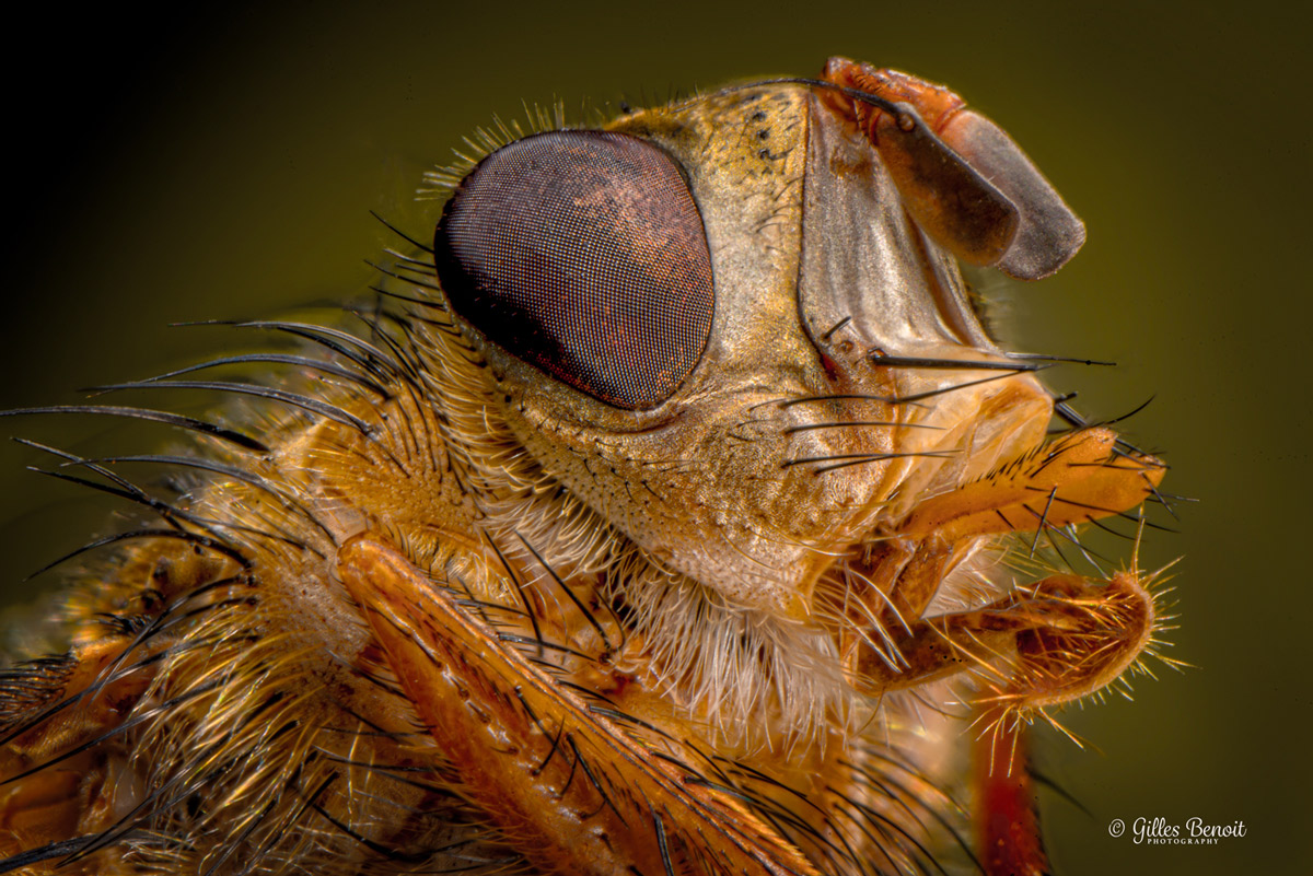 Tachinid-Fly.jpg