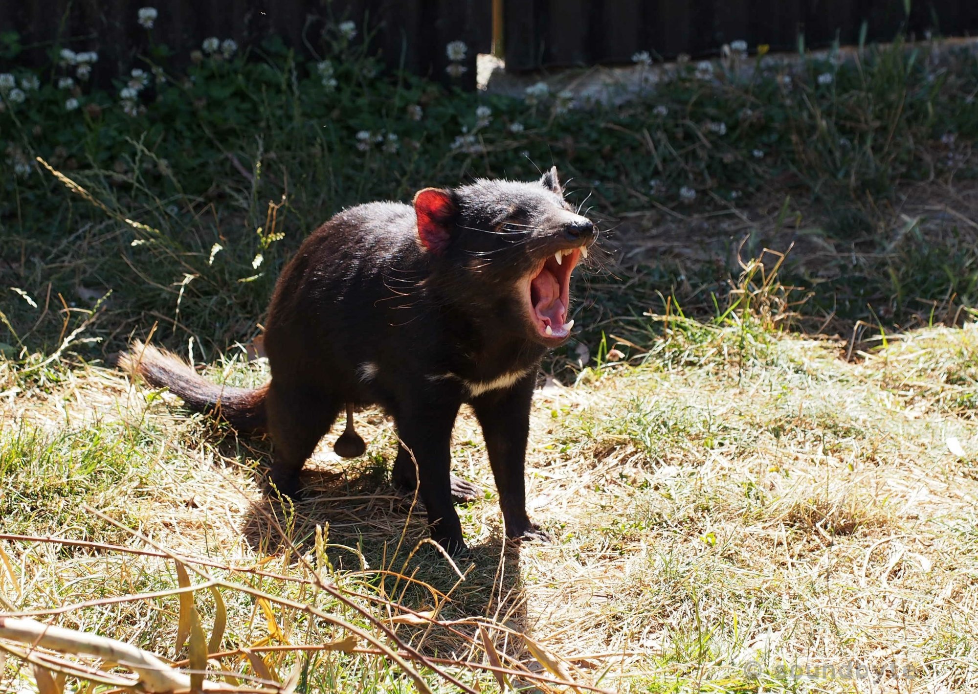 Tasmanian Devil_BCG.jpg