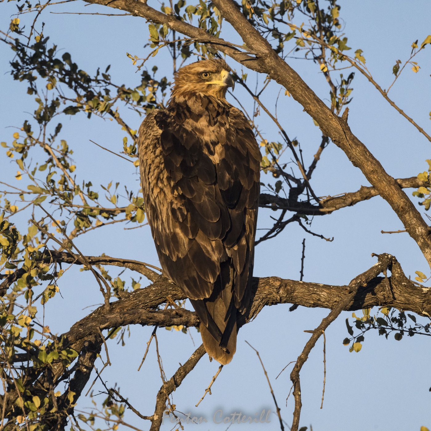 Tawny eagle rd_June2022-4925.jpg