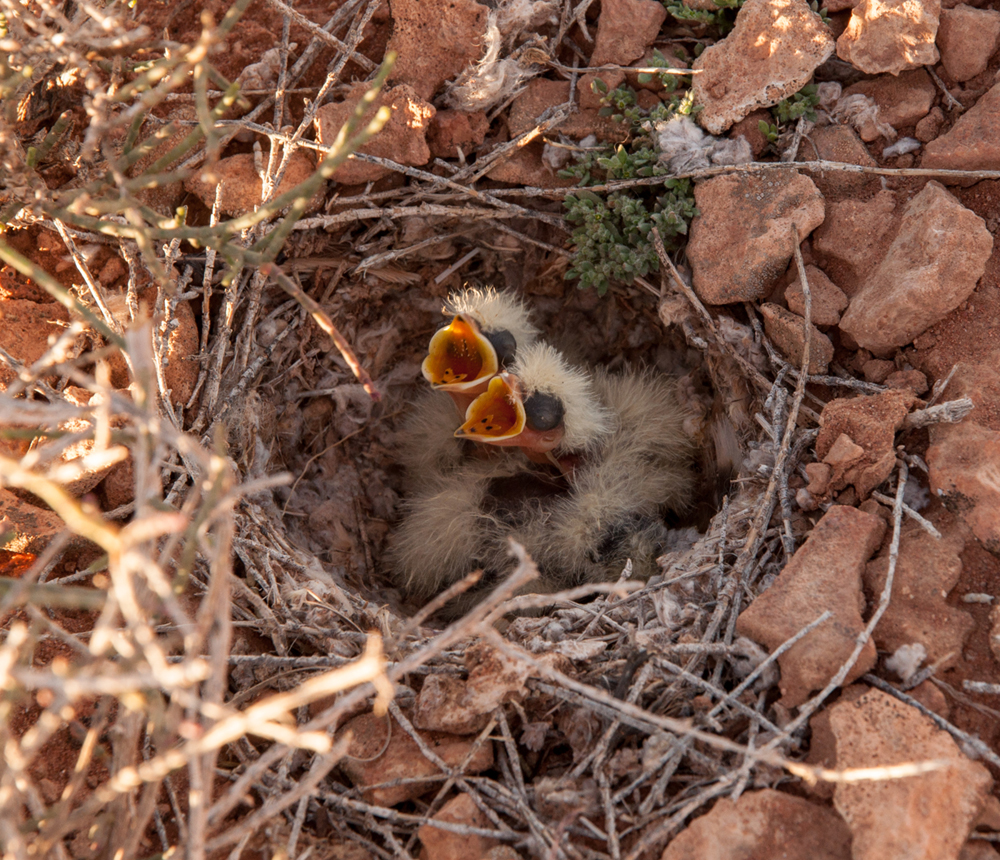 Temminck's Lark chicks.jpg