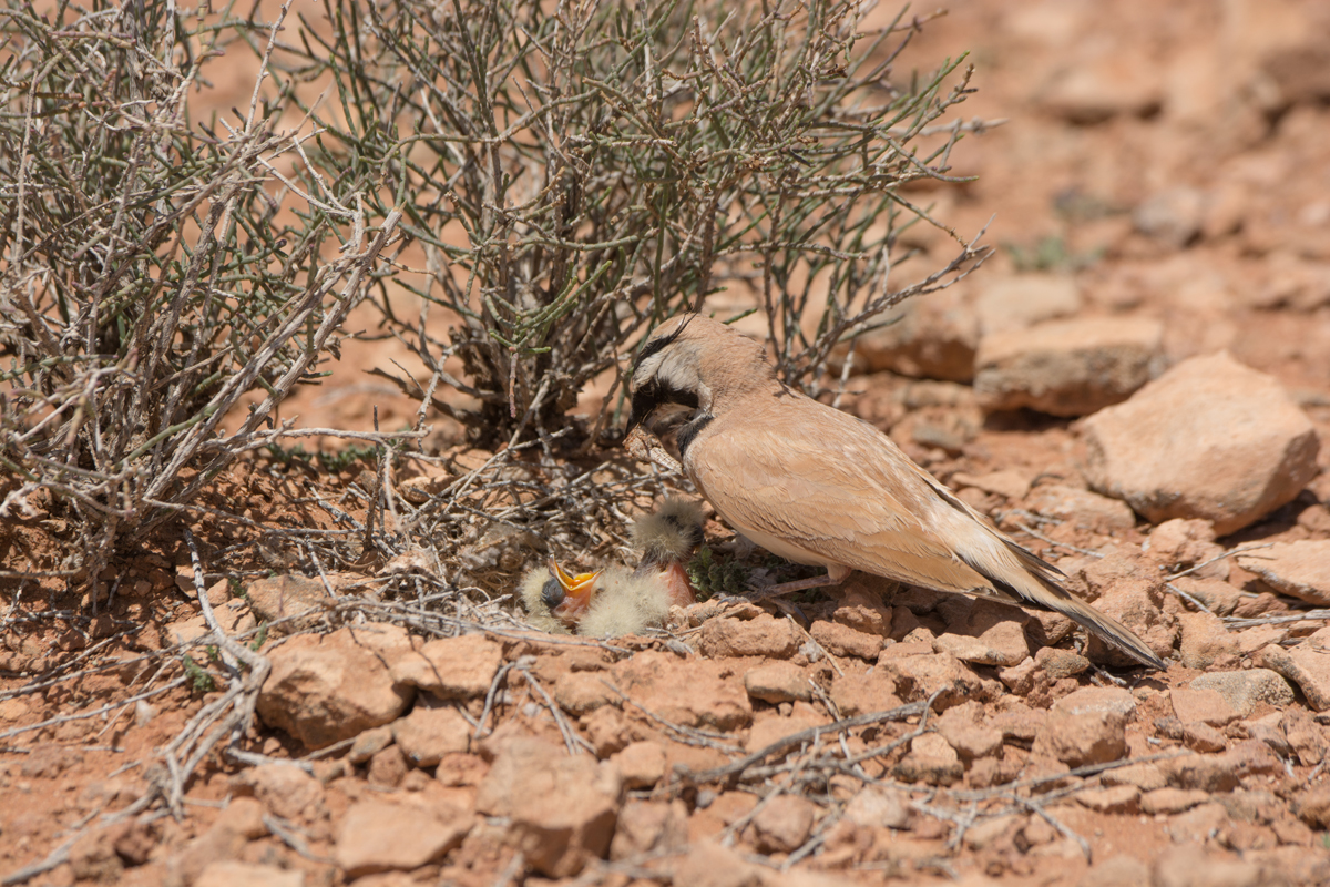 Temminck's Lark cock bird.jpg