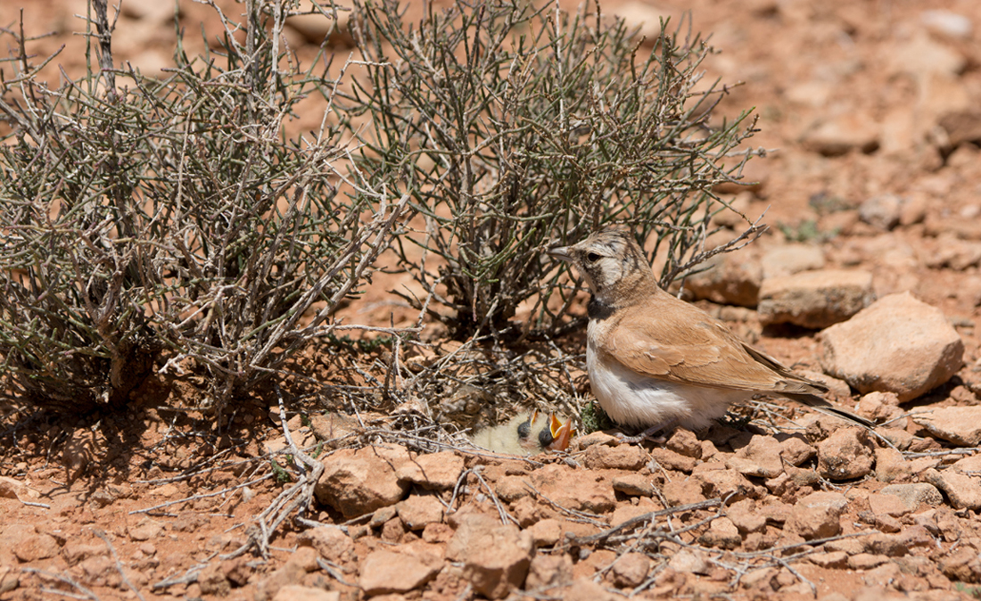 Temminck's Lark hen bird_edited-1.jpg