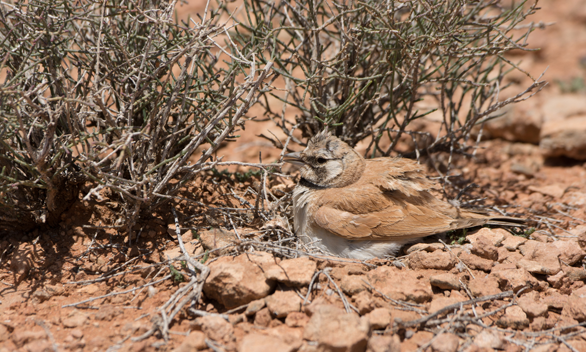 Temminck's Lark hen brooding.jpg