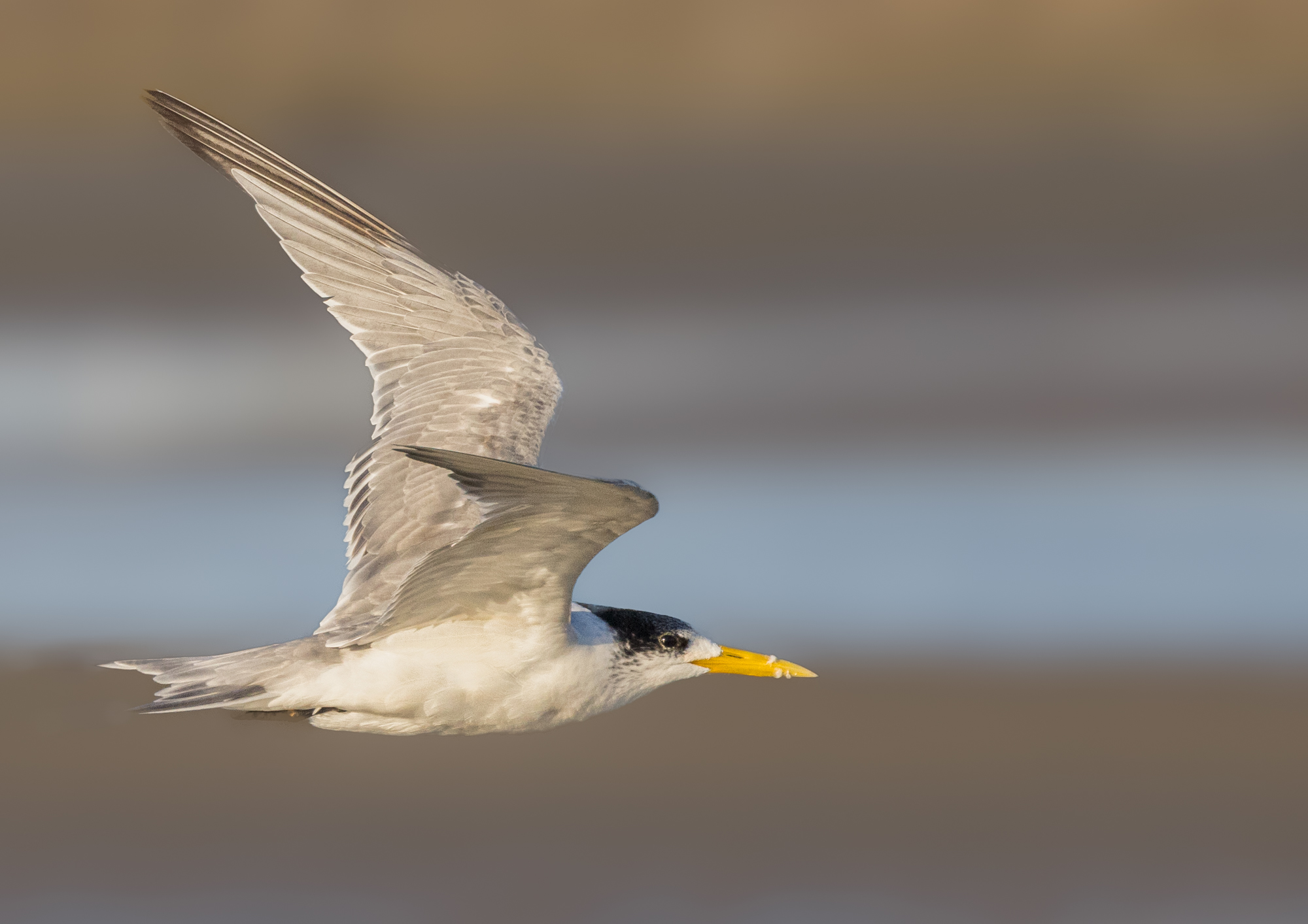 Greater Crested Tern : Moreton Bay, Queensland