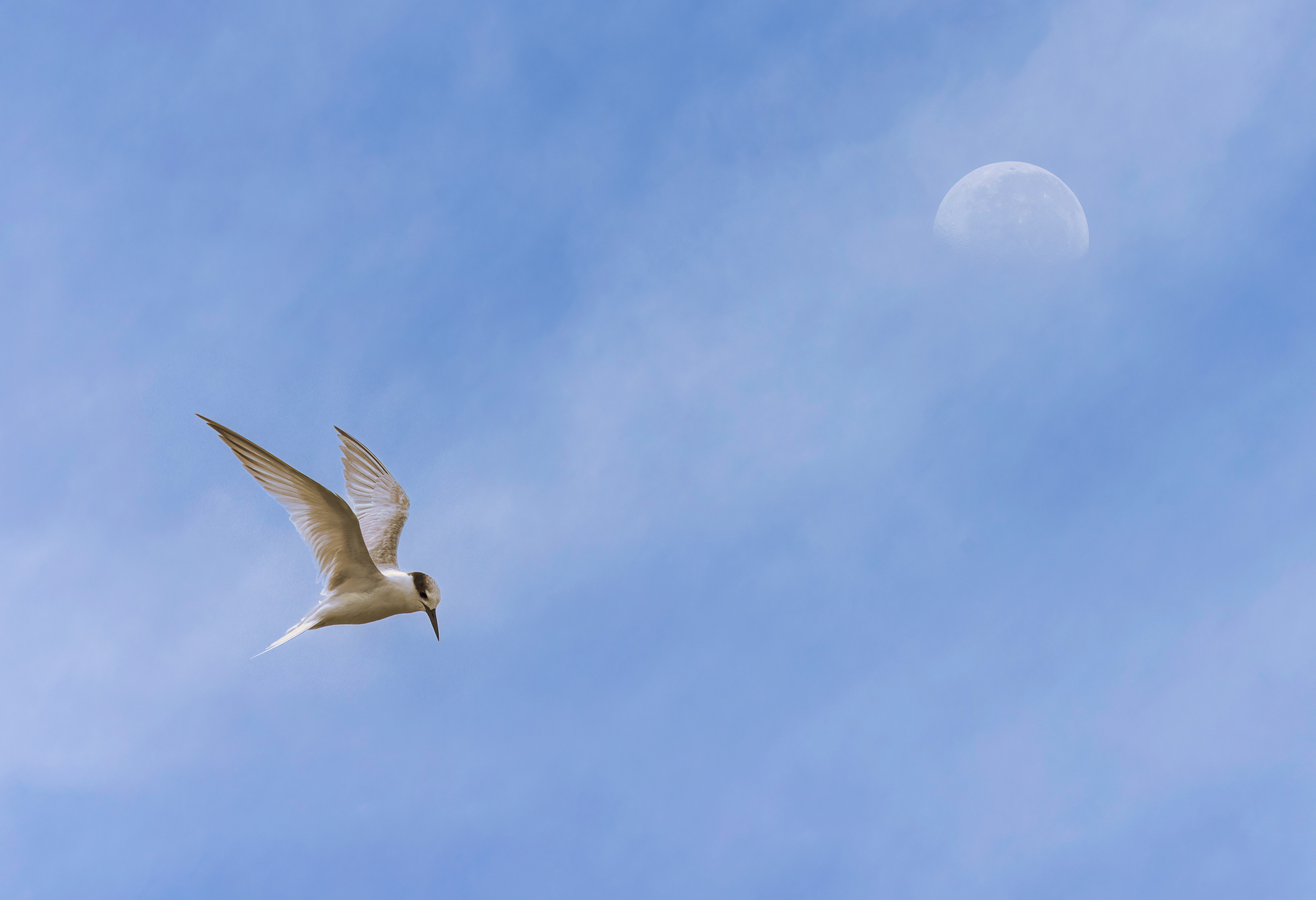 Little Tern : Sternula albifrons