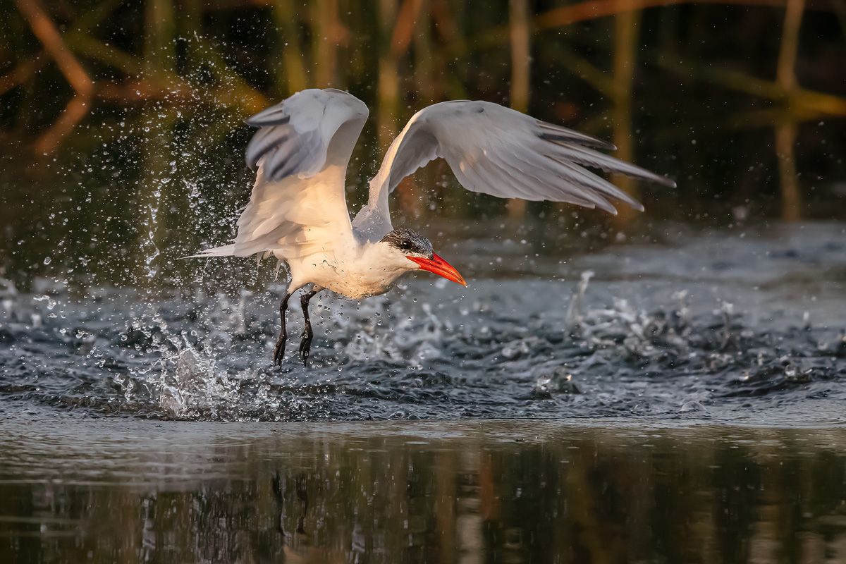 tern-popping-out-with-reeds.jpg