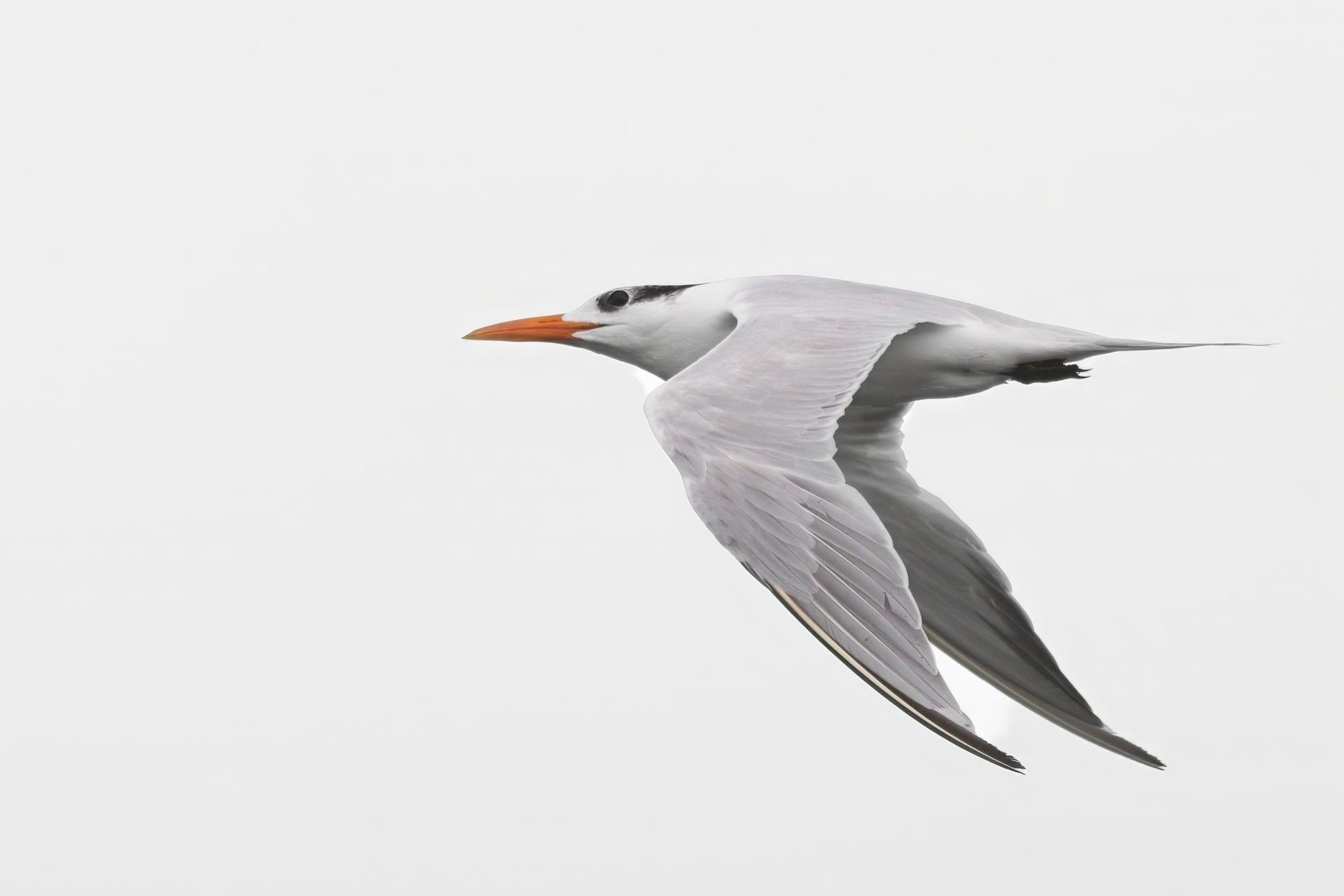 Tern0000.jpg