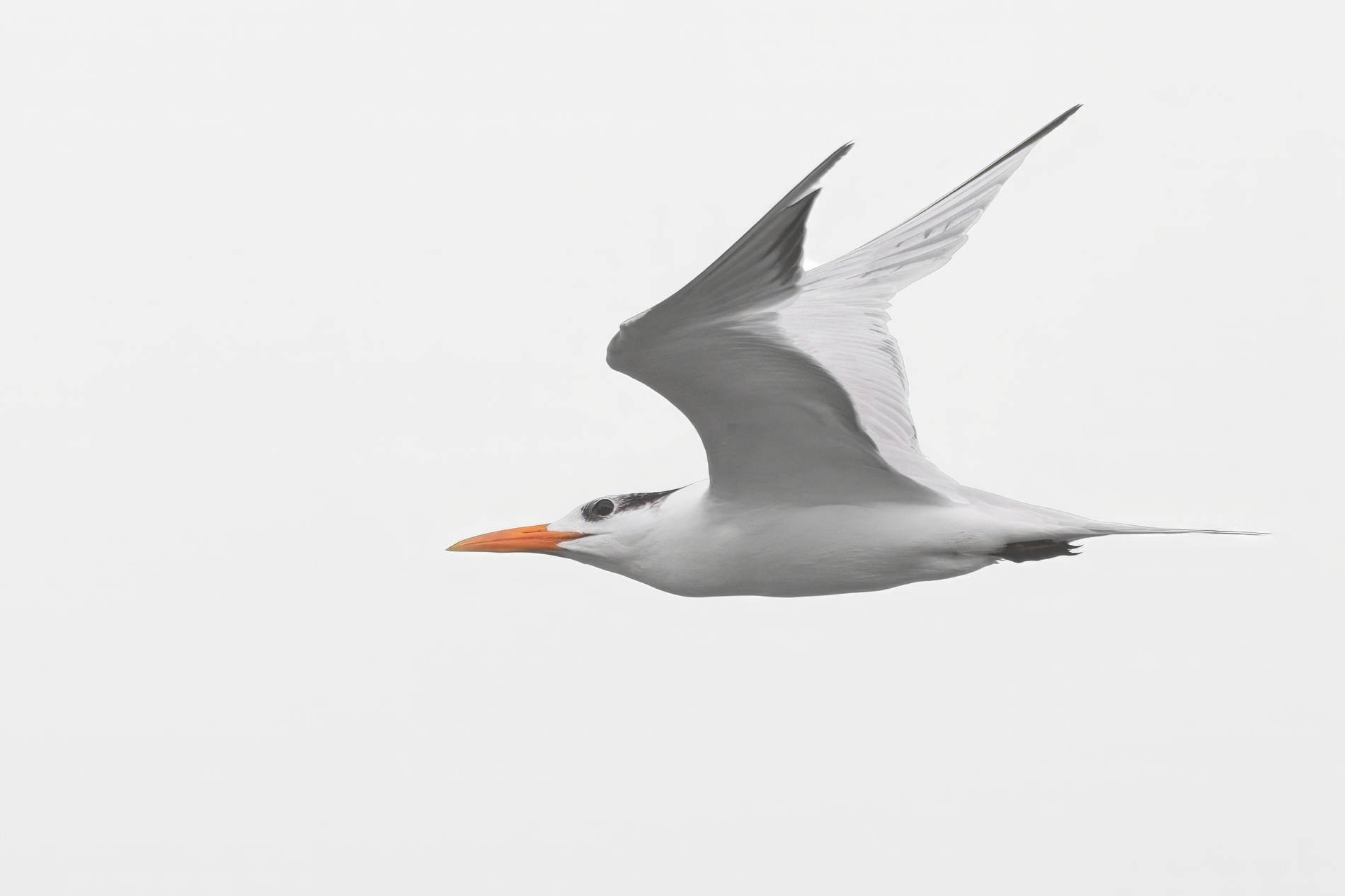 Tern0001.jpg